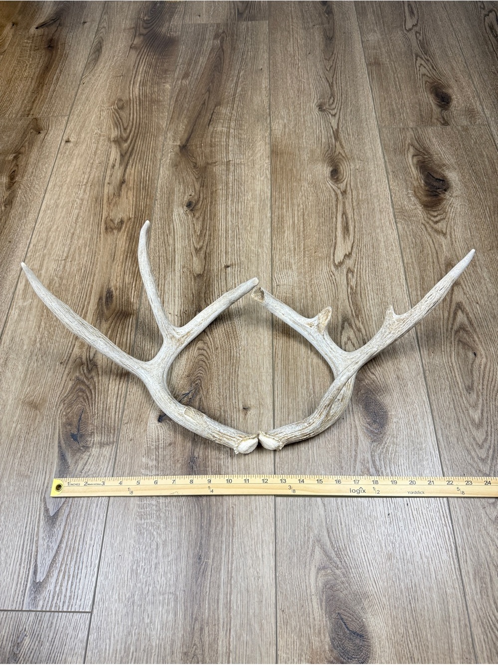 Authentic Naturally Shed Whitetail Deer Antlers 1 Pair